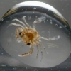 Strategic Approach for the Blue Swimmer Crab in SE Asia